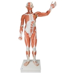 3B Scientific Life - Size Human Male Muscular Figure, 37 Part - 3B Smart Anatomy