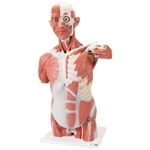 3B Scientific Life-Size Human Muscle Torso Model, 27 part - 3B Smart Anatomy