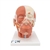 3B Scientific Head Musculature Model - 3B Smart Anatomy