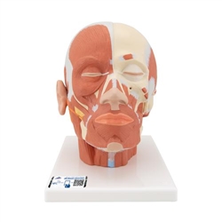 3B Scientific Head Musculature Model - 3B Smart Anatomy