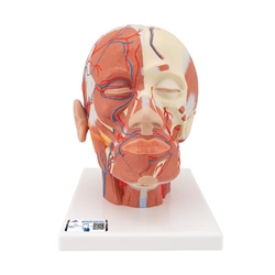 3B Scientific Head Musculature Model with Blood Vessels - 3B Smart Anatomy