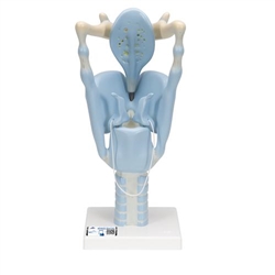 3B Scientific Functional Human Larynx Model, 3 Times Full-Size - 3B Smart Anatomy