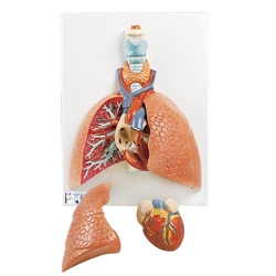 3B Scientific Lung Model with Larynx, 5 Part - 3B Smart Anatomy