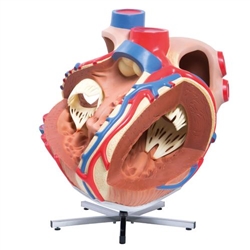 3B Scientific Giant Human Heart Model, 8 Times Life-Size - 3B Smart Anatomy