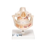 3B Scientific Adult Denture Model with Nerves and Roots - 3B Smart Anatomy