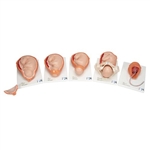 3B Scientific Birthing Process Model with 5 Stages - 3B Smart Anatomy