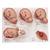 3B Scientific Labor Stages Model, Small - 3B Smart Anatomy