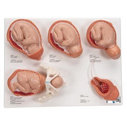 3B Scientific Labor Stages Model, Small - 3B Smart Anatomy