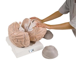 3B Scientific Giant Human Brain Model, 2.5 Times Full-Size, 14 Part - 3B Smart Anatomy