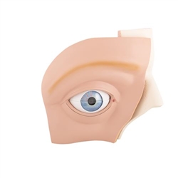 3B Scientific Human Eye Model, 5 Times Full-Size, 12 part - 3B Smart Anatomy