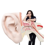 3B Scientific World's Largest Ear Model, 15 Times Full-Size, 3 part - 3B Smart Anatomy