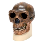 3B Scientific Replica Homo Erectus Pekinensis Skull (Weidenreich, 1940)