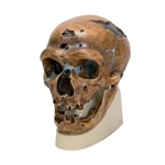 3B Scientific Replica Homo Neanderthalensis Skull (La Chapelle-aux-Saints 1)