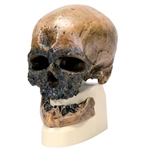 3B Scientific Replica Homo Sapiens Skull (Crô - Magnon)