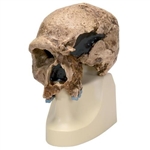 3B Scientific Replica Homo Steinheimnensis Skull (Berkhemer, 1936)