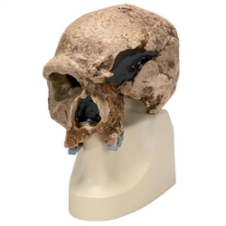 3B Scientific Replica Homo Steinheimnensis Skull (Berkhemer, 1936)