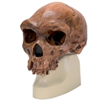 3B Scientific Replica Homo Rhodesiensis Skull (Broken HillŸ Woodward, 1921)
