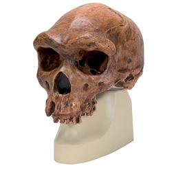 3B Scientific Replica Homo Rhodesiensis Skull (Broken HillŸ Woodward, 1921)