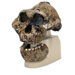 3B Scientific Replica Australopithecus Boisei Skull (KNM-ER 406 + Omo L7A-125)