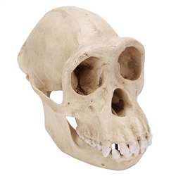 3B Scientific Chimpanzee Skull (Pan Troglodytes), Female, Replica