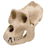 3B Scientific Gorilla Skull, Male, Replica