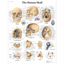 3B Scientific Human Skull Chart (Laminated)