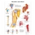 3B Scientific Shoulder and Elbow Chart (Laminated)
