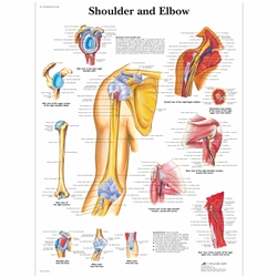 3B Scientific Shoulder and Elbow Chart (Laminated)