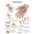 3B Scientific Hand and Wrist Chart - Anatomy and Pathology (Laminated)