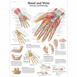 3B Scientific Hand and Wrist Chart - Anatomy and Pathology (Laminated)