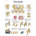 3B Scientific Pelvis and Hip Chart - Anatomy and Pathology (Laminated)