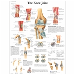 3B Scientific Knee Joint Chart (Laminated)