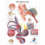 3B Scientific Human Ear Chart (Laminated)