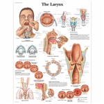 3B Scientific The Larynx Chart (Laminated)