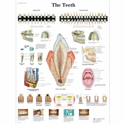 3B Scientific The Teeth Chart (Laminated)