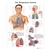 3B Scientific The Respiratory System Chart (Laminated)