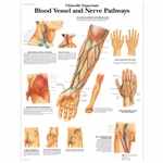 3B Scientific Clinically Important Blood Vessel and Nerve Pathways Chart (Laminated)