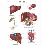 3B Scientific Liver Chart (Laminated)