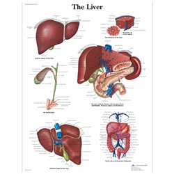 3B Scientific Liver Chart (Laminated)