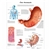 3B Scientific The Stomach Chart (Laminated)