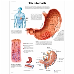 3B Scientific The Stomach Chart (Laminated)