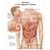 3B Scientific Diseases of the Digestive System Chart (Laminated)