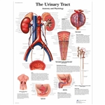 3B Scientific The Urinary Tract - Anatomy and Physiology (Laminated)