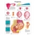 3B Scientific Pregnancy Chart (Laminated)