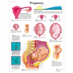 3B Scientific Pregnancy Chart (Laminated)