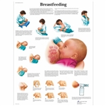 3B Scientific Breastfeeding Chart (Laminated)