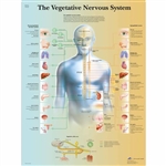 3B Scientific The Vegetative Nervous System Chart (Laminated)