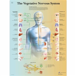 3B Scientific The Vegetative Nervous System Chart (Laminated)