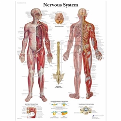 3B Scientific Nervous System Chart (Laminated)