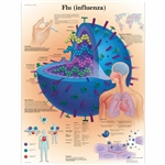 3B Scientific Flu (Influenza) Chart (Lamination)